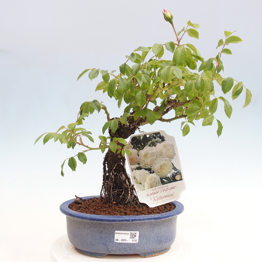 Venkovní bonsai - Rosa Kordes -  růže