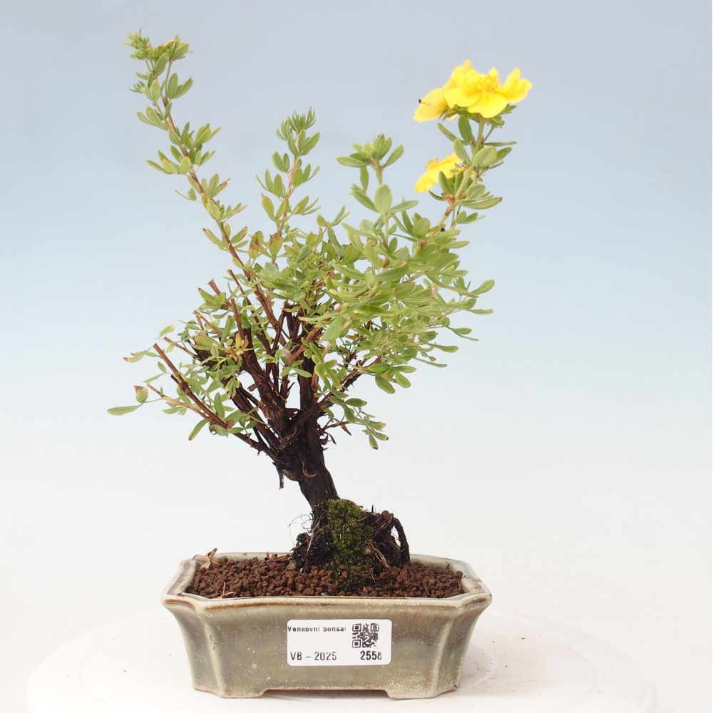 Venkovní bonsai-Mochna křovitá - potentila fruticosa yellow Bird