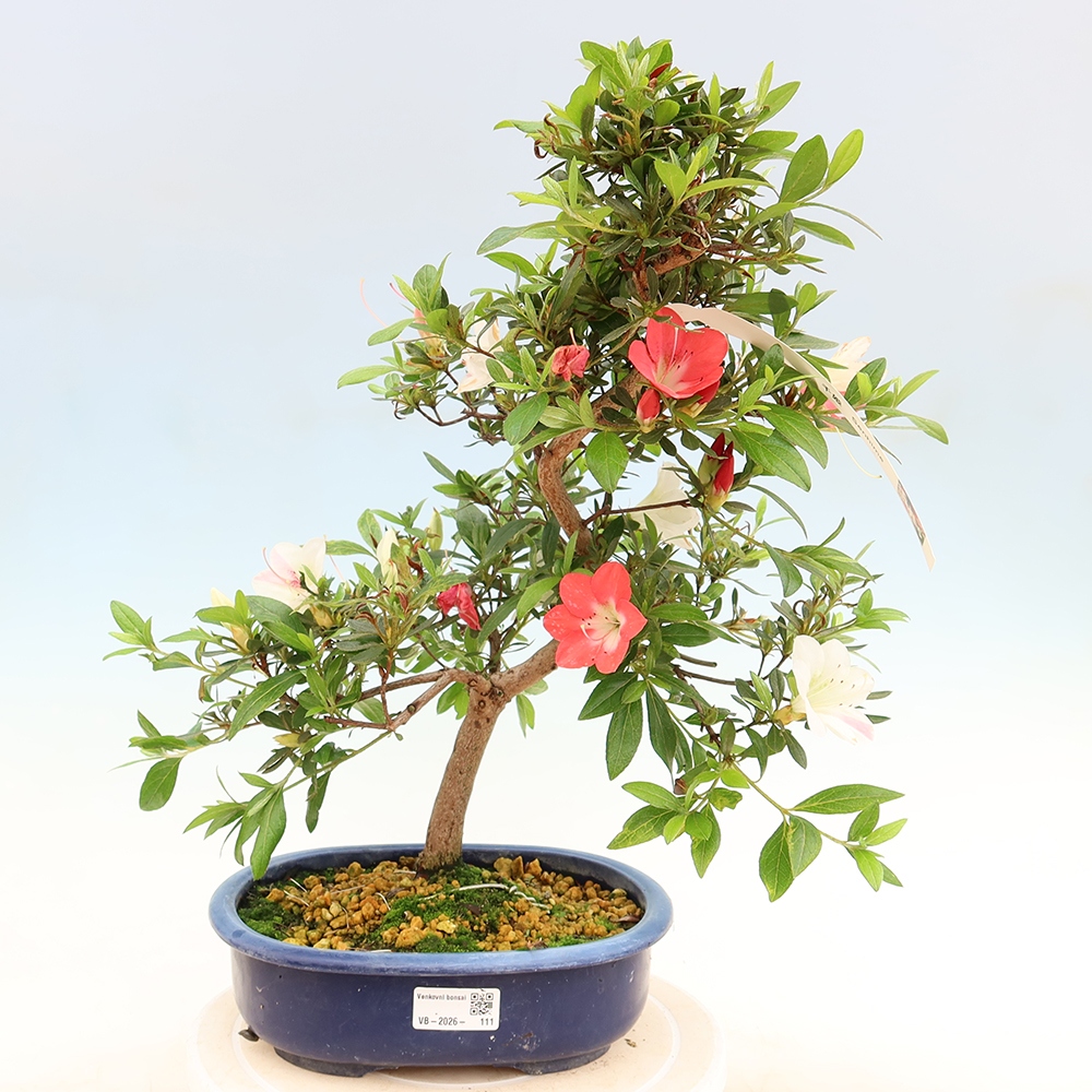 Venkovní bonsai - Japonská azalka - Azalea Senhime