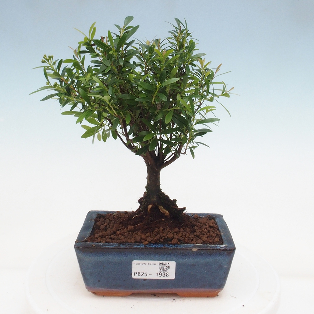 Pokojová bonsai - Syzygium - Pimentovník