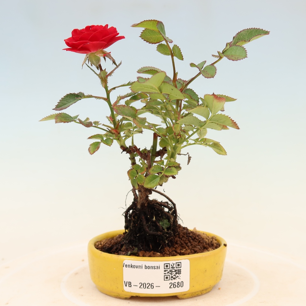 Venkovní bonsai - Rosa Kordes -  růže