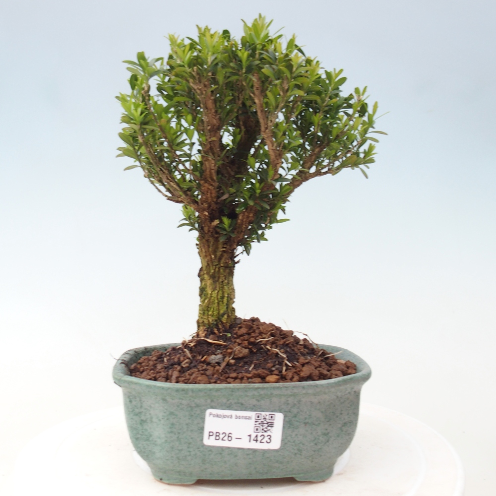 Pokojová bonsai - Buxus harlandii -korkový buxus