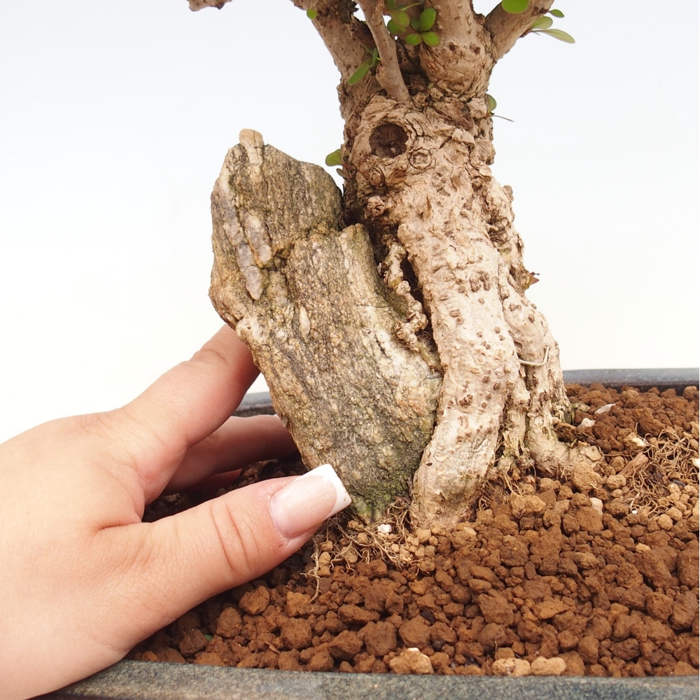 Venkovní bonsai - Berberis coreana - Dřištál korejský