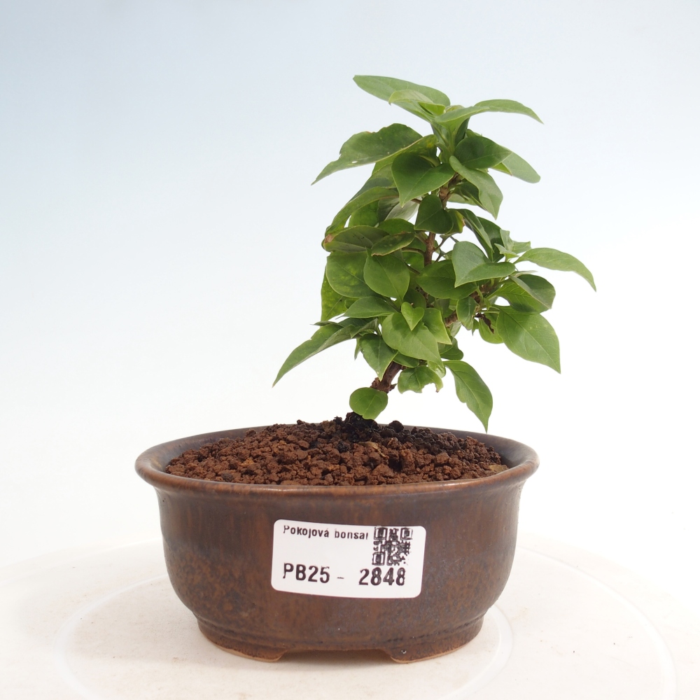 Pokojová bonsai - Bouganwilea