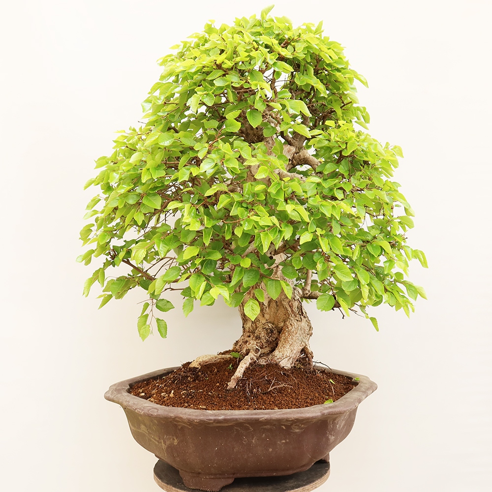 Venkovní bonsai -Carpinus Coreana - Habr korejský