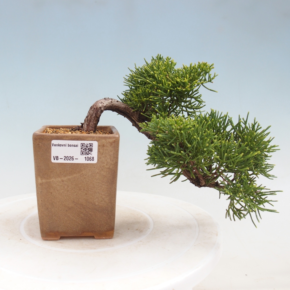 Venkovní bonsai - Juniperus chinensis Kishu -Jalovec čínský