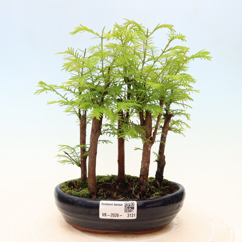Venkovní bonsai - Metasequoia glyptostroboides - Metasekvoje čínská - lesík