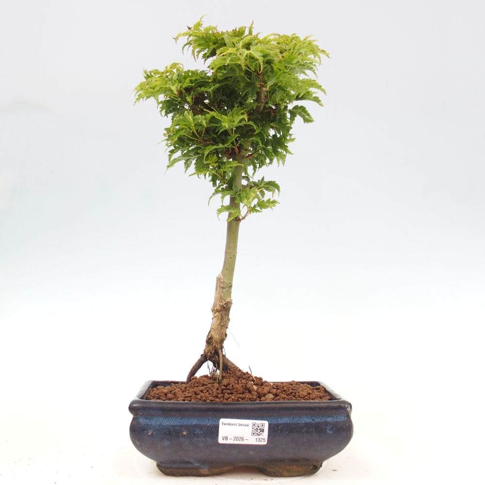 Venkovní bonsai -Javor dlanitolistý Acer palmatum Shishigashira