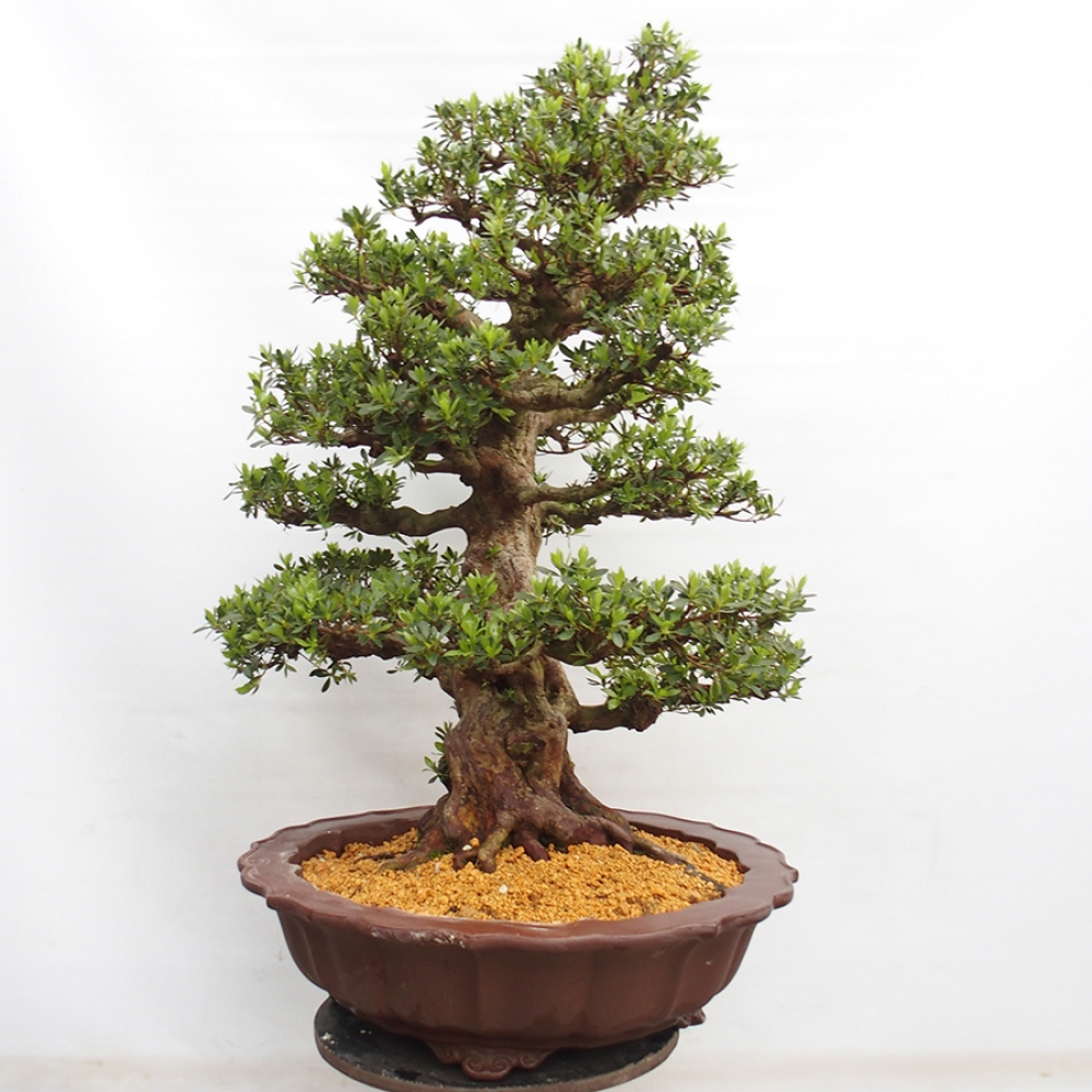 Venkovní bonsai - Japonská azalka - Azalea Toki