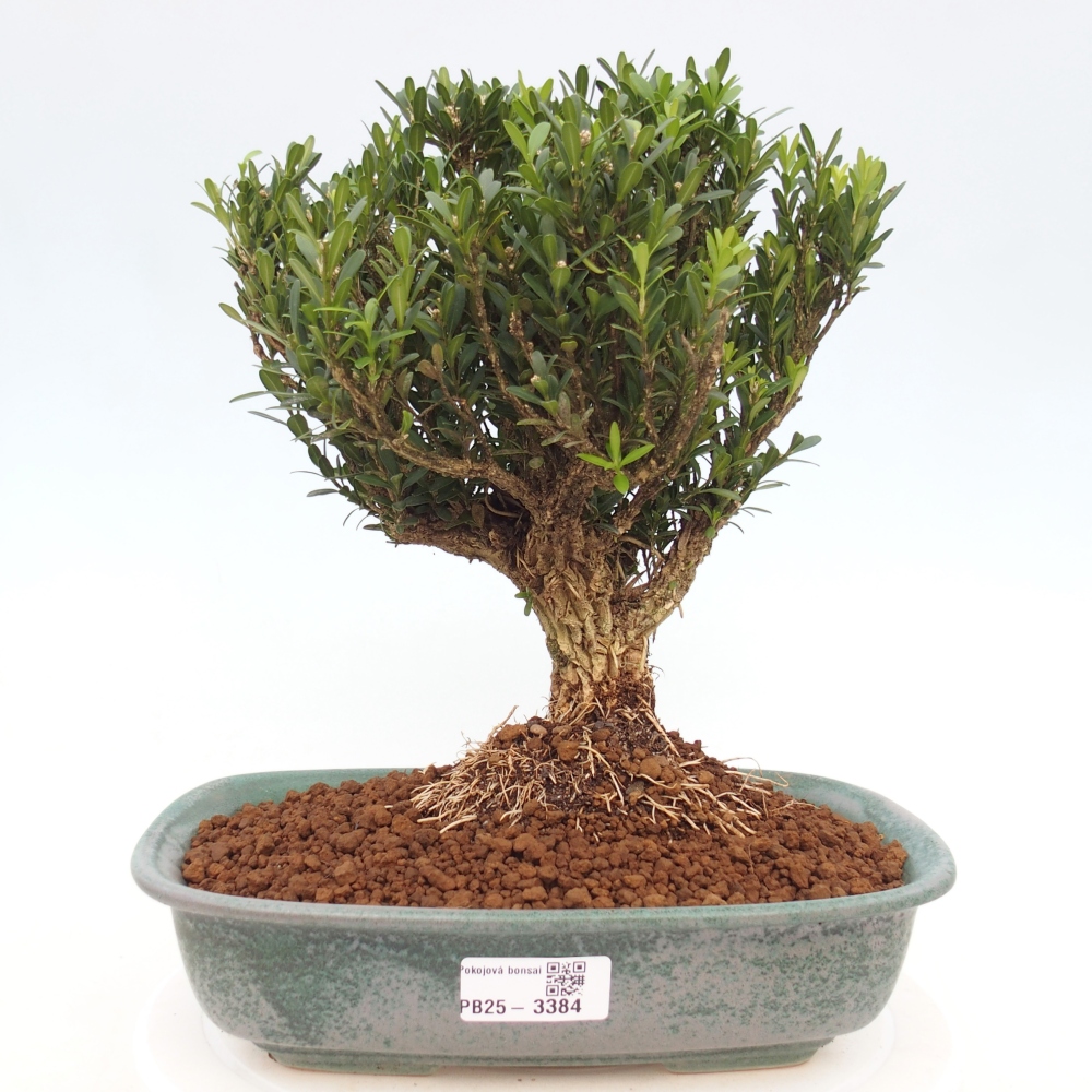 Pokojová bonsai - Buxus harlandii -korkový buxus