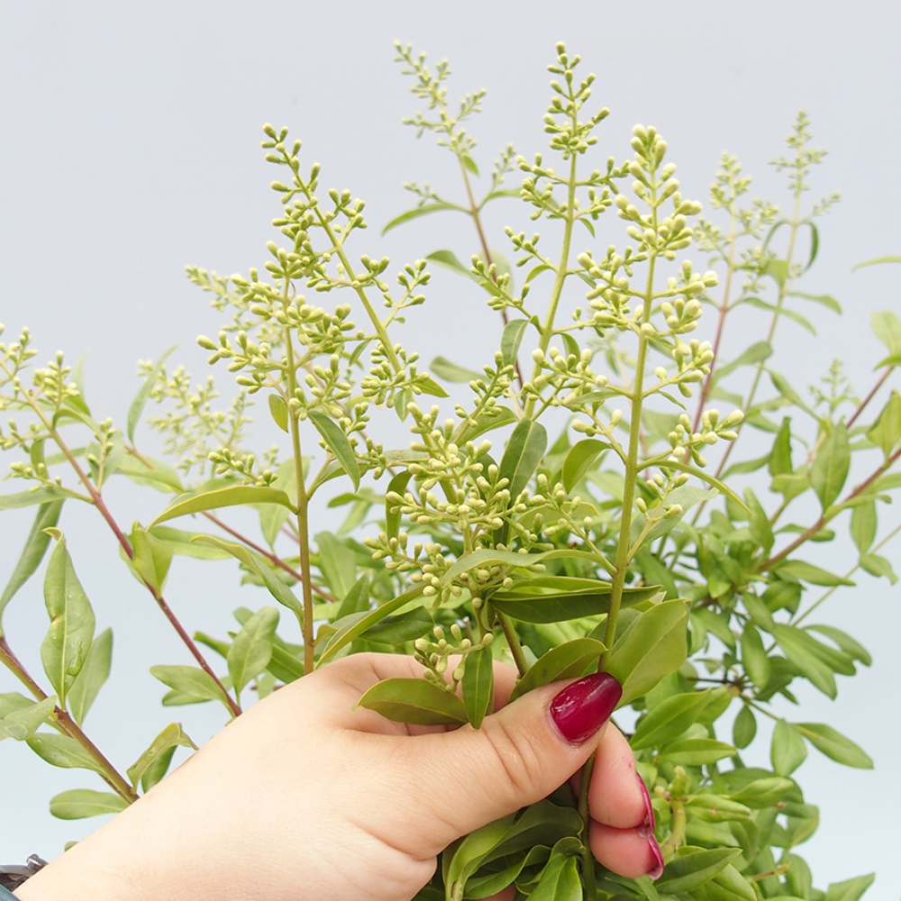 Venkovní bonsai - Ligustrum vulgare - Ptačí zob