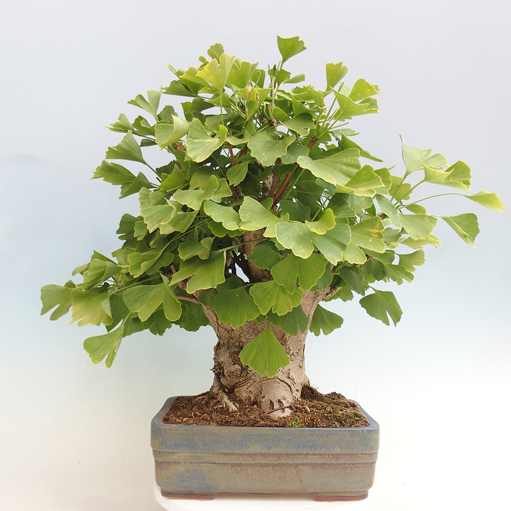 Venkovní bonsai - Jinan dvoulaločný - Ginkgo biloba