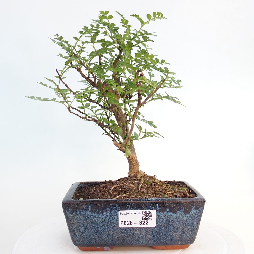 Pokojová bonsai - Zantoxylum piperitum - pepřovník