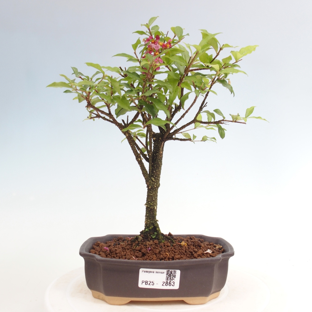 Pokojová bonsai - Malpighia coccigera- Barbdorská třešeň