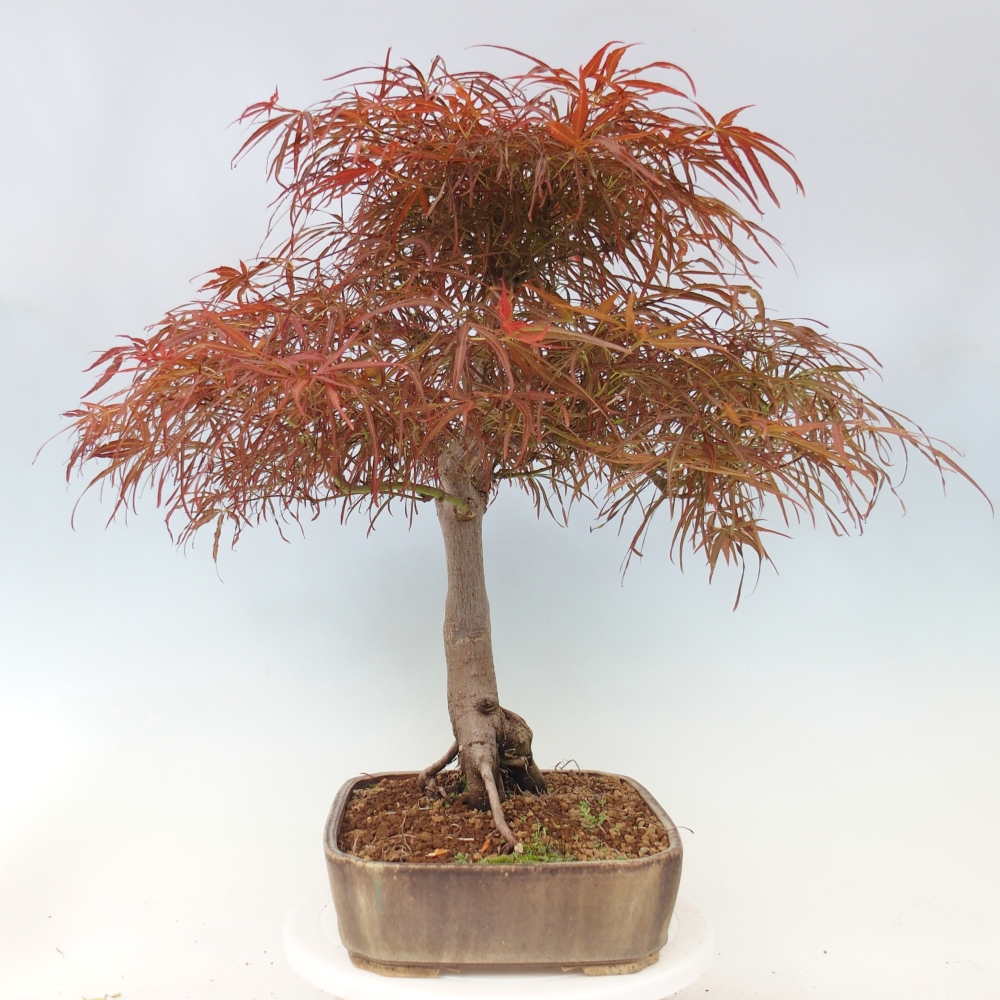 Venkovní bonsai - Javor dlanitolistý - Acer palmatum RED PYGMY