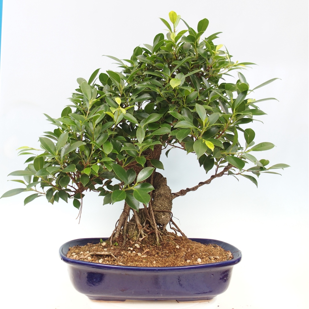 Pokojová bonsai - Ficus kimmen -  malolistý fíkus - POUZE OSOBNÍ ODBĚR nebo paletová přeprava