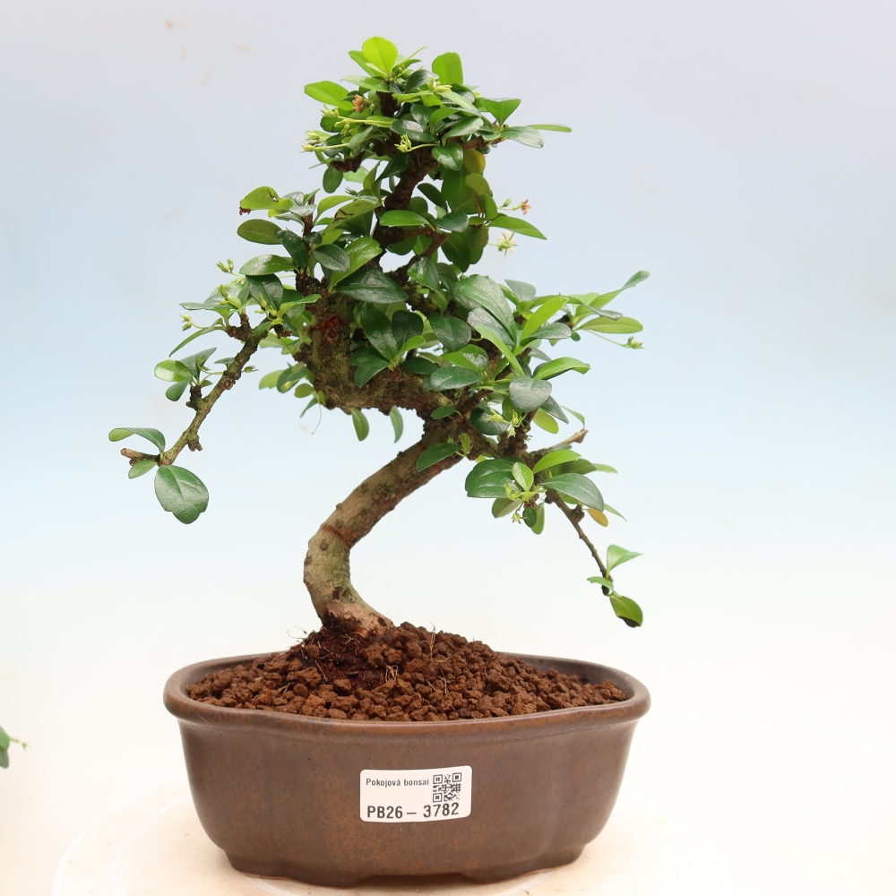 Pokojová bonsai - Carmona macrophylla - Čaj fuki