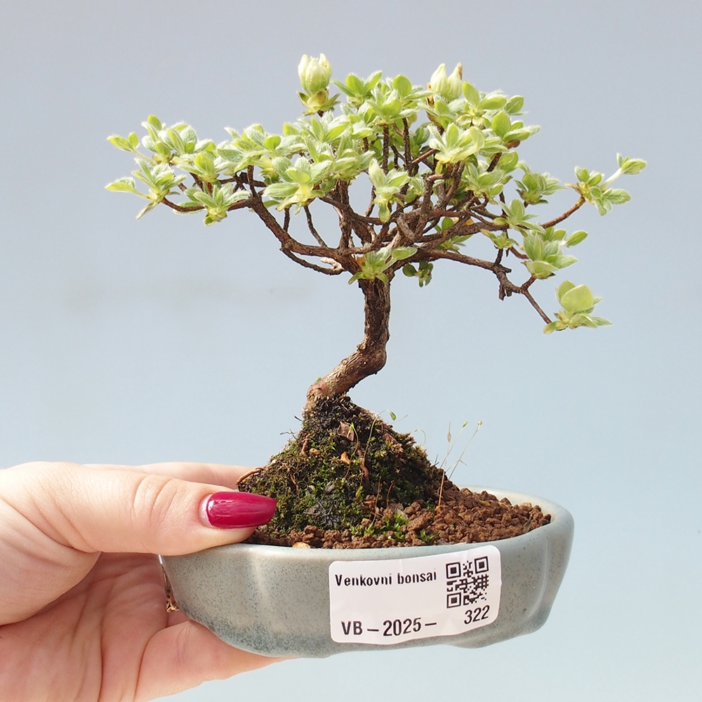 Venkovní bonsai - Rhododendron indicum - Japonská azalka