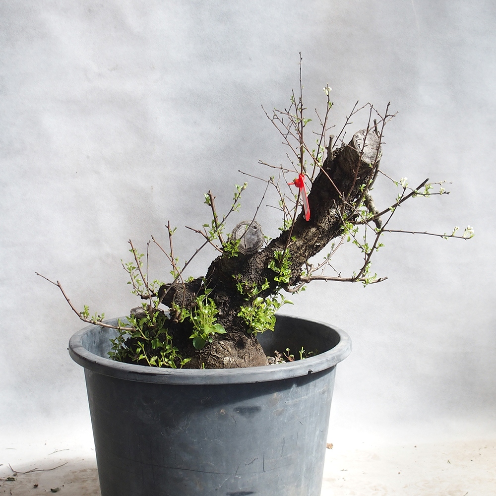 Venkovní bonsai -Mahalebka - Prunus mahaleb