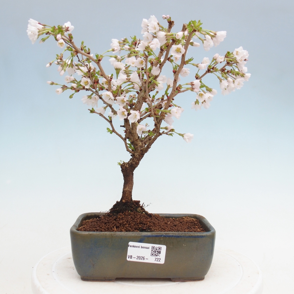 Venkovní bonsai - Prunus incisa Kojou-no mai-Slivoň vyříznutá
