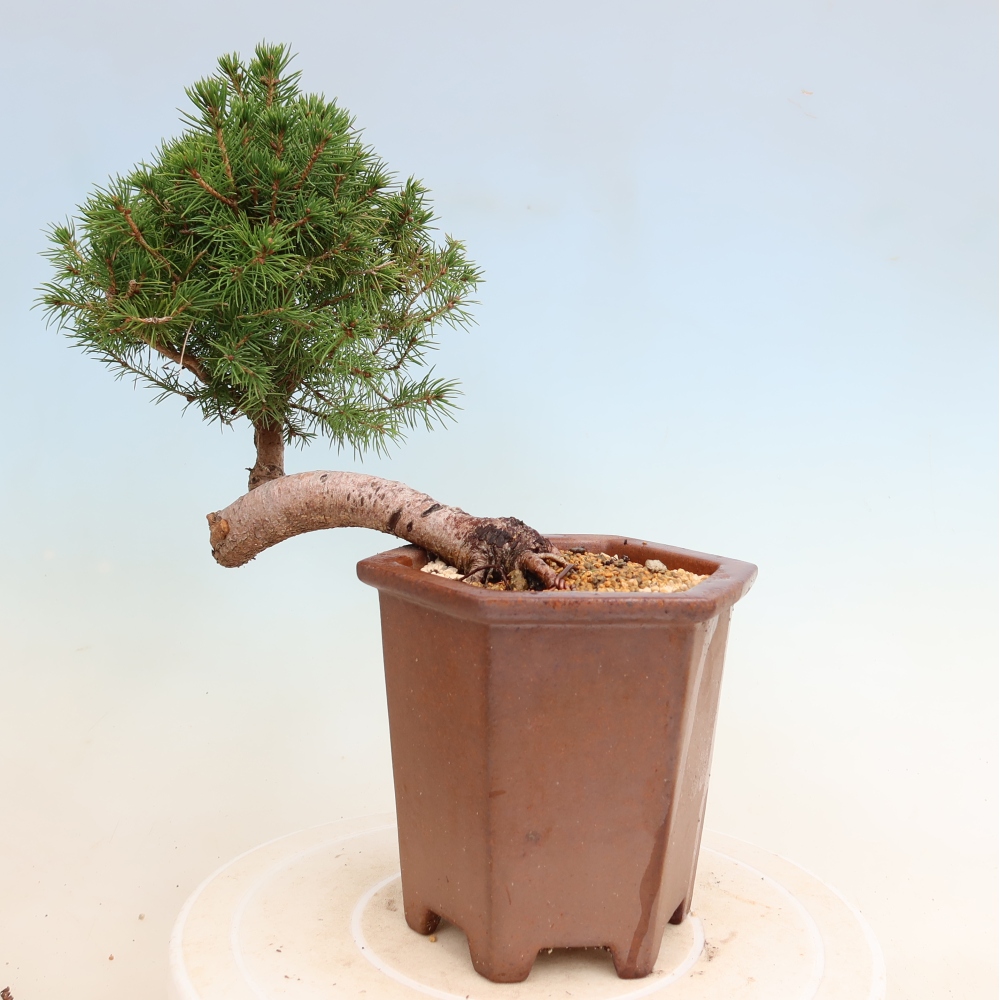 Venkovní bonsai- Smrk kulovitý - Picea glauca globe