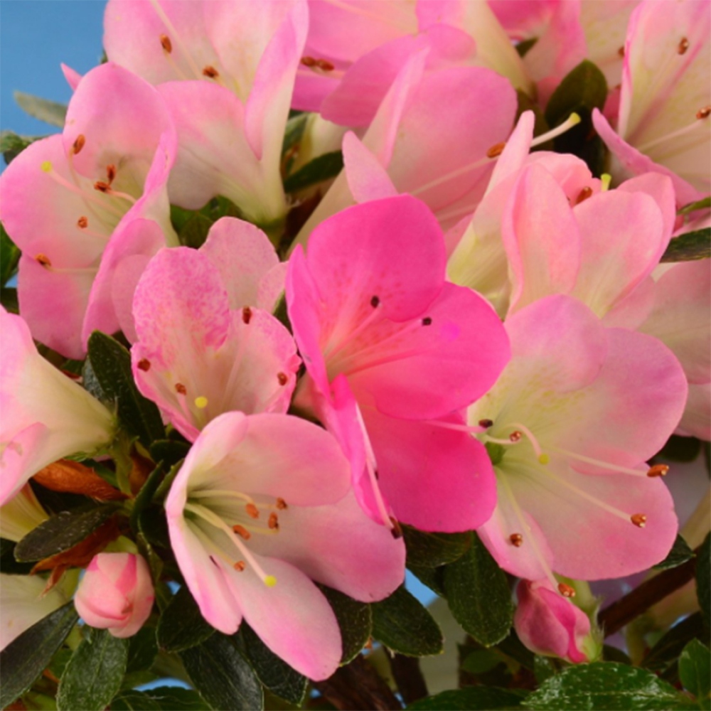 Venkovní bonsai - Japonská azalka - Azalea Hanamaiko