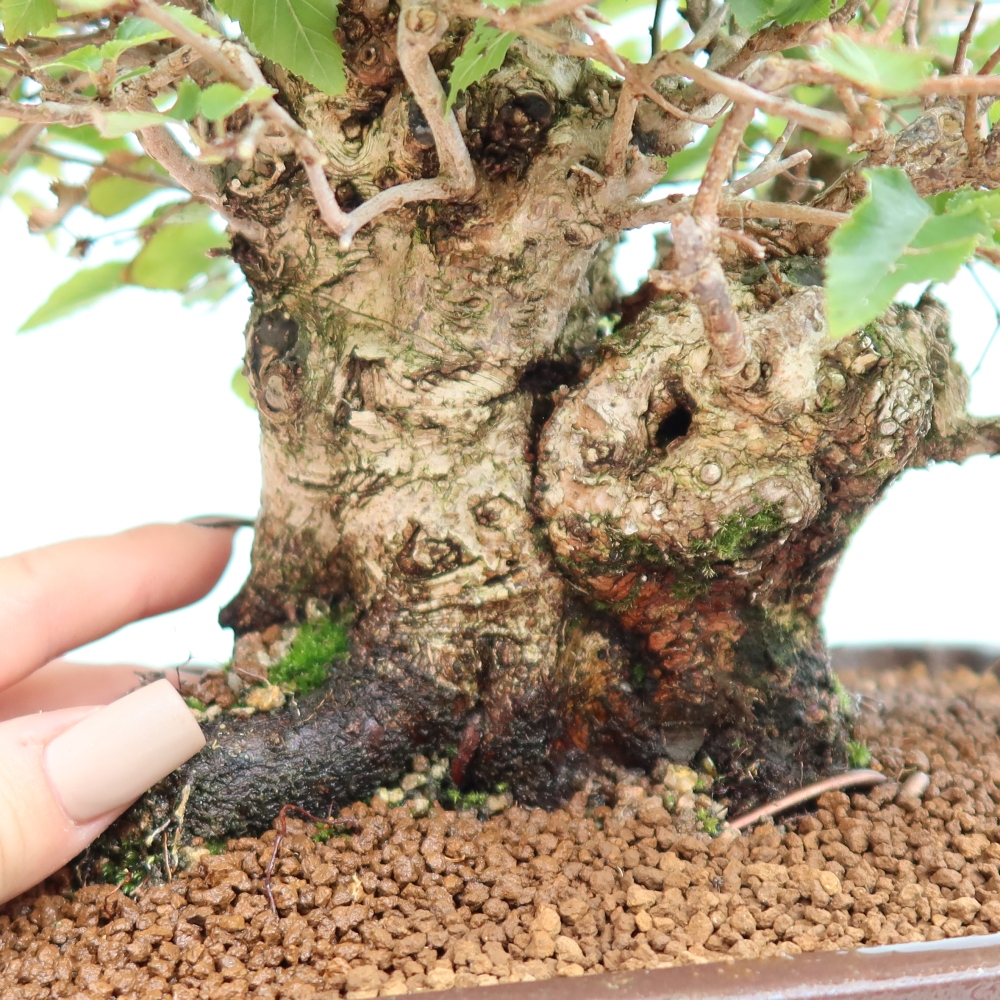 Venkovní bonsai -Carpinus CARPINOIDES - Habr korejský