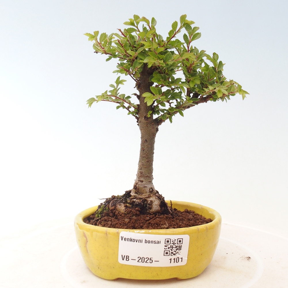 Venkovní bonsai - Ulmus parvifolia Sagei - Malolistý jilm