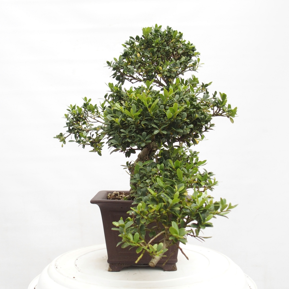 Pokojová bonsai - Ilex crenata - Cesmína