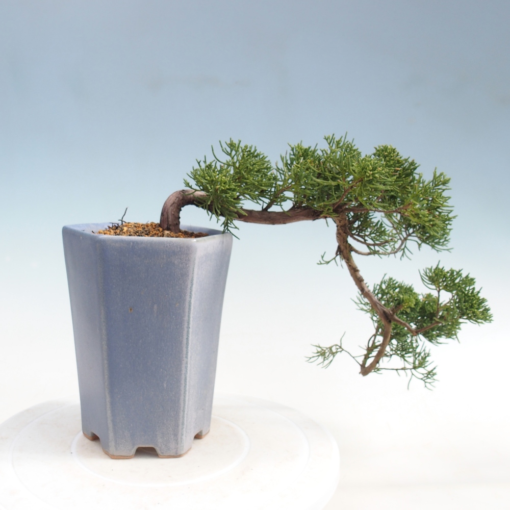 Venkovní bonsai - Juniperus chinensis Kishu -Jalovec čínský
