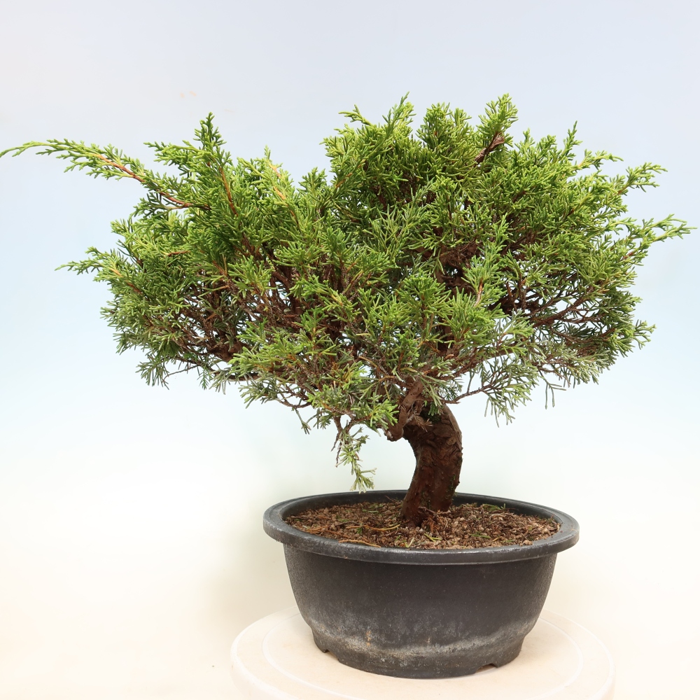 Venkovní bonsai - Juniperus chinensis Itoigawa-Jalovec čínský