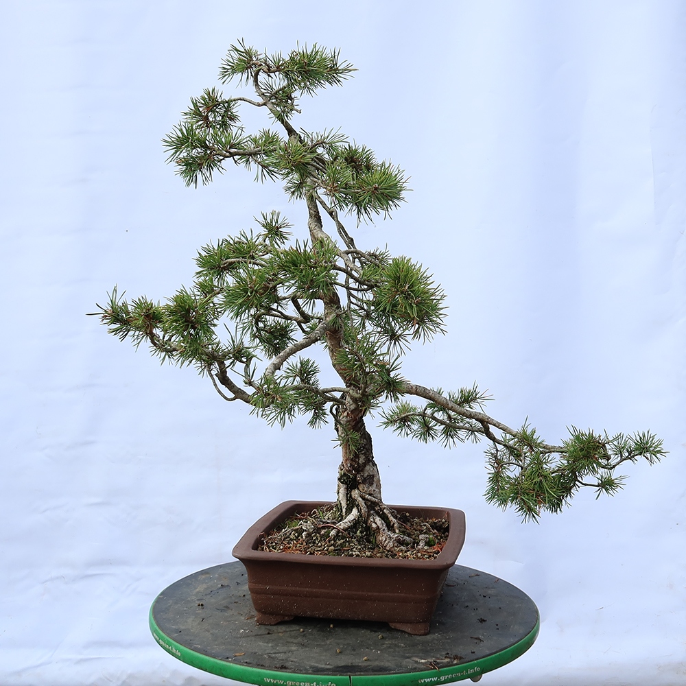 Pinus sylvestris Španělsko - borovice lesní
