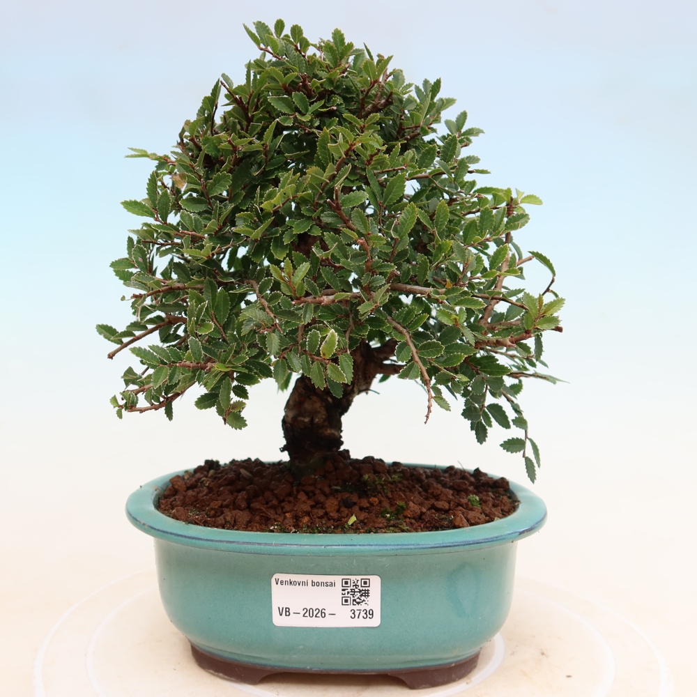 Venkovní bonsai - Zelkova - Zelkova NIRE