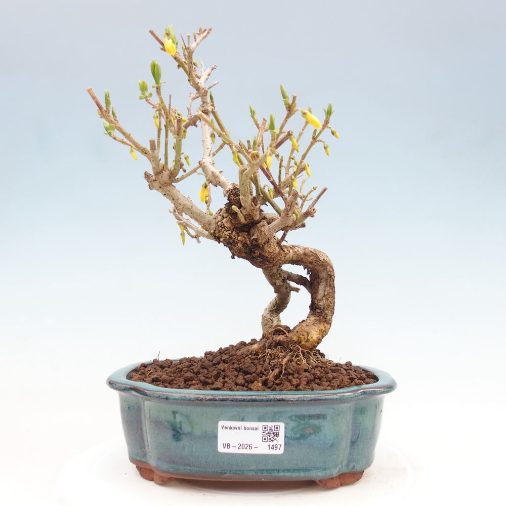 Venkovní bonsai - Zlatice - Forsythia koreana