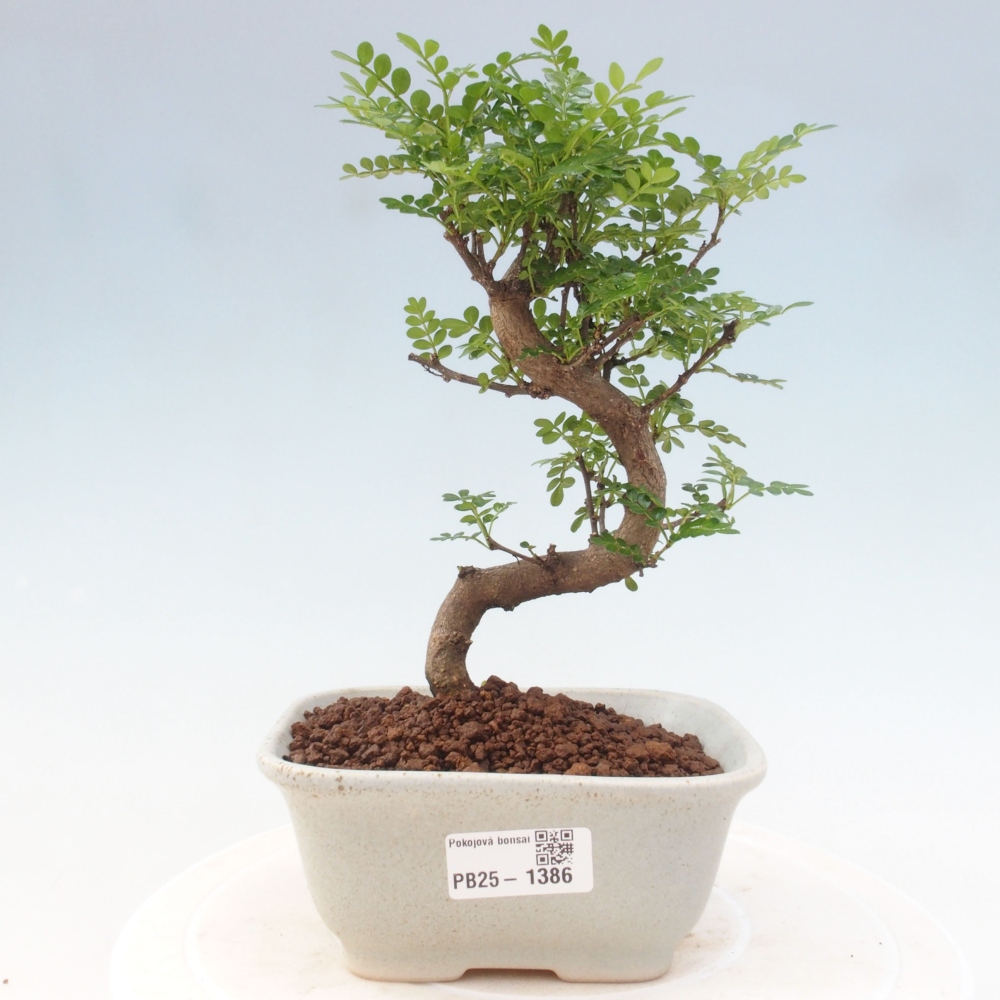 Pokojová bonsai - Zantoxylum piperitum - pepřovník