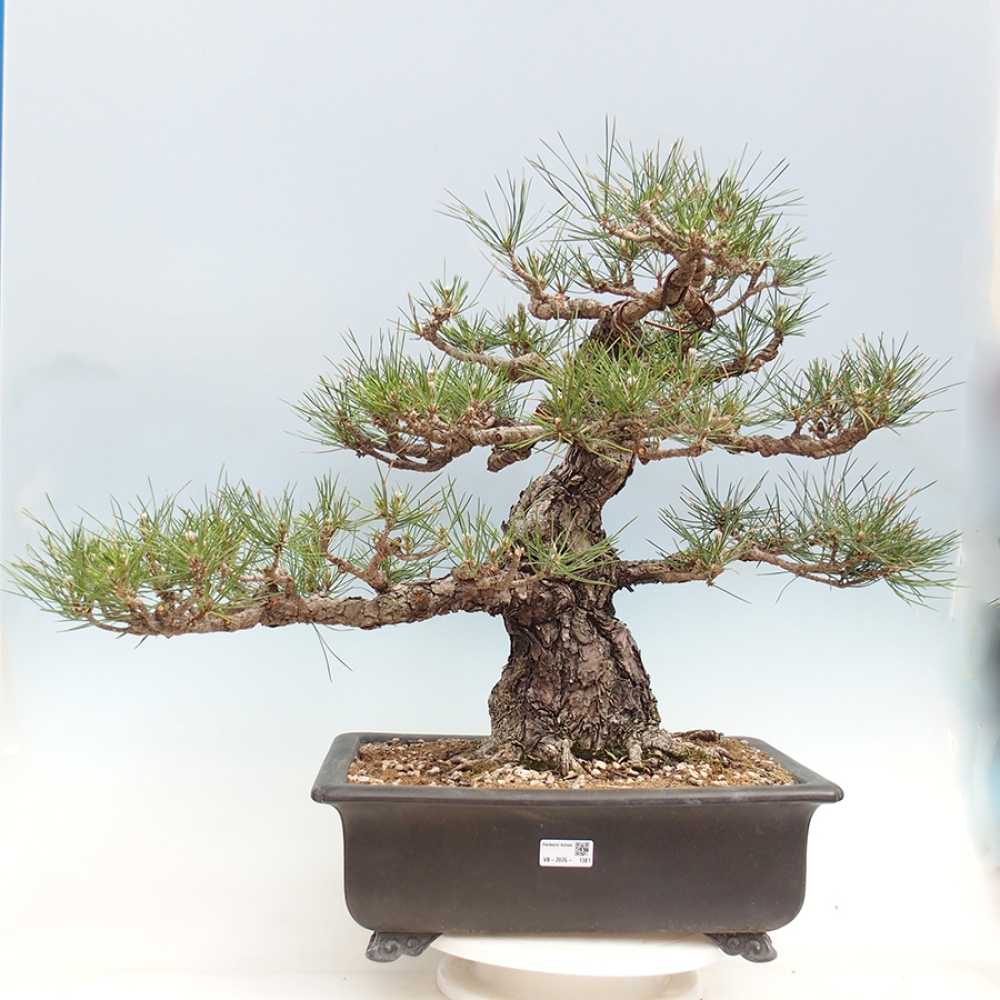 Venkovní bonsai - Pinus thunbergii - Borovice thunbergova