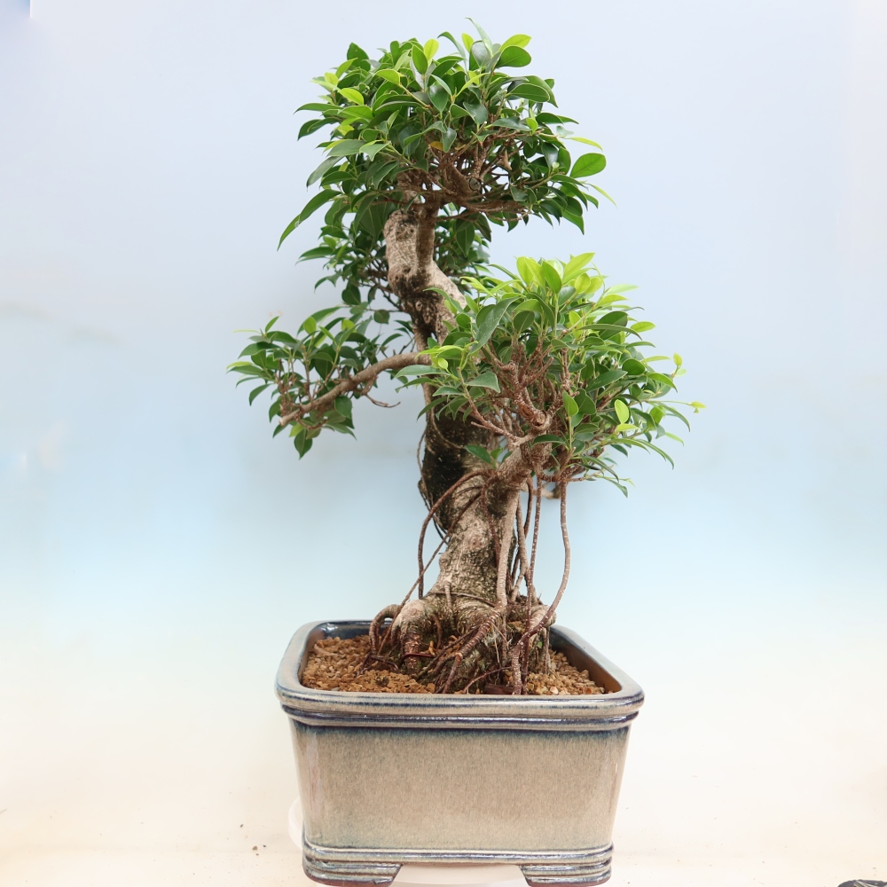 Pokojová bonsai - Ficus kimmen -  malolistý fíkus