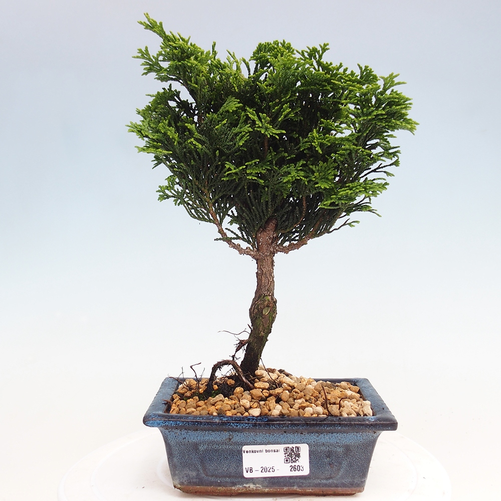 Venkovní bonsai - Cham.pis obtusa Nana Gracilis - Cypřišek