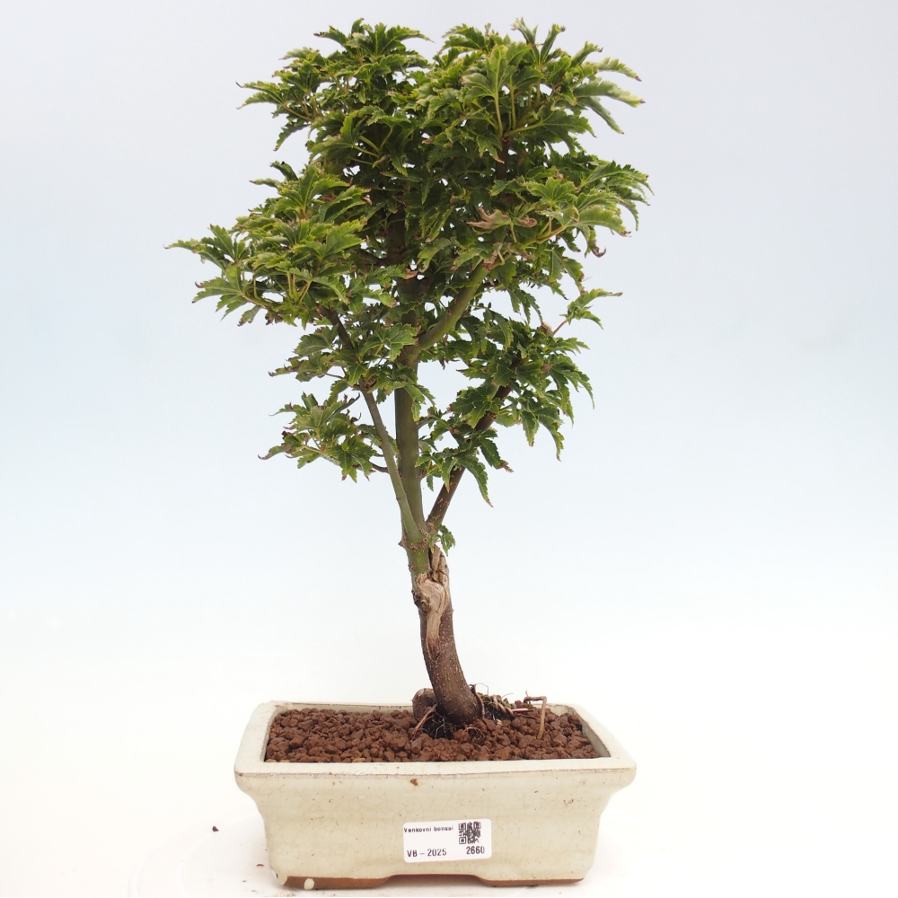 Venkovní bonsai -Javor dlanitolistý Acer palmatum Shishigashira