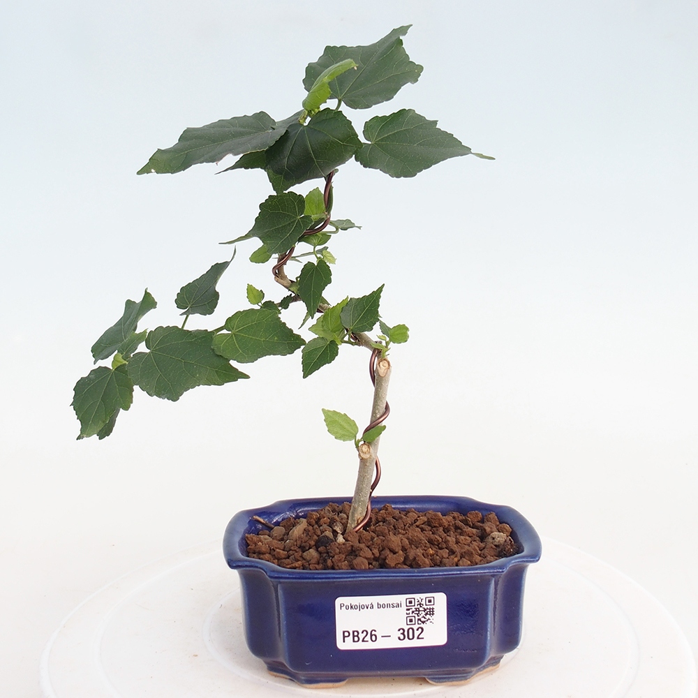 Pokojová bonsai - Malvaviscus arboreus - ibiškovec dřevnatý