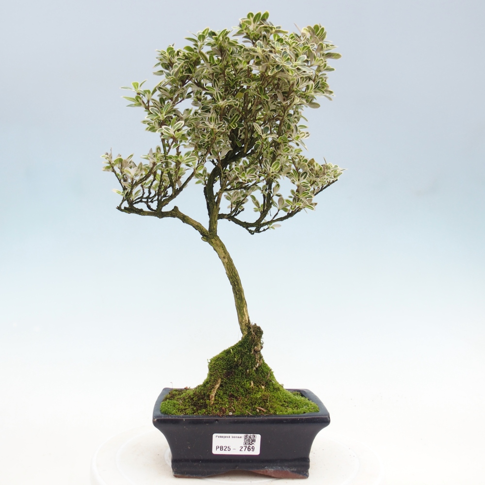 Pokojová bonsai - Serissa foetida  - Strom tisíce hvězd
