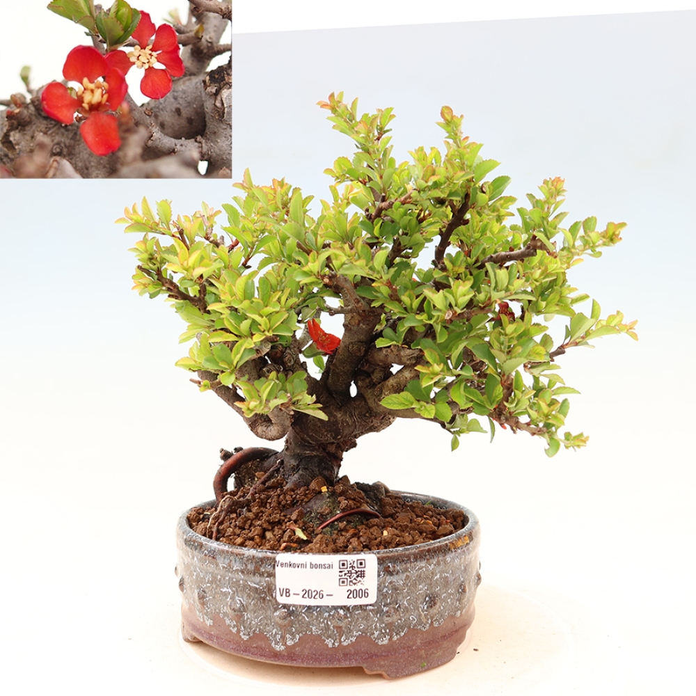 Venkovní  bonsai -  Chaneomeles speciosa Chojubai - Kdoulovec ozdobný