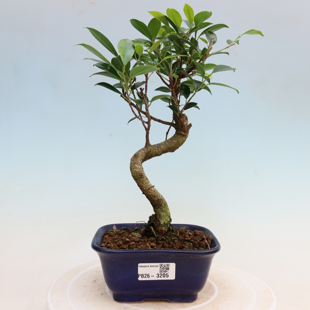 Pokojová bonsai - Ficus kimmen -  malolistý fíkus