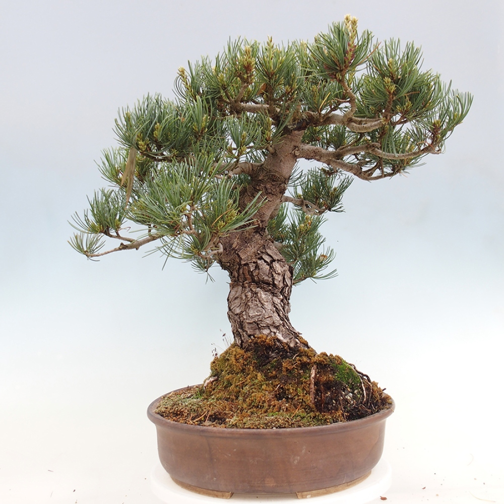 Venkovní bonsai - Pinus parviflora - Borovice drobnokvětá