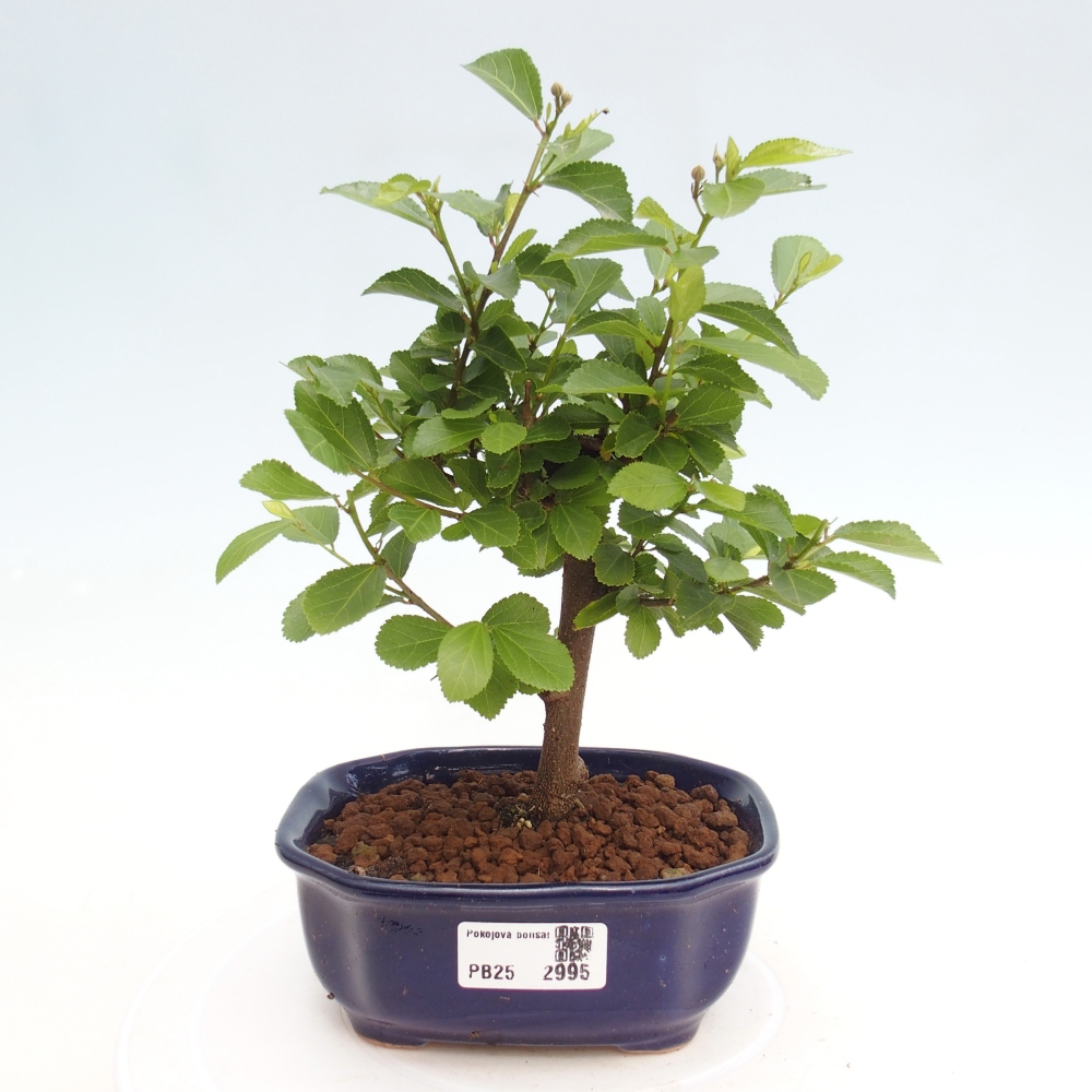Pokojová bonsai - Grewia occidentalis - Hvězdice levandulová