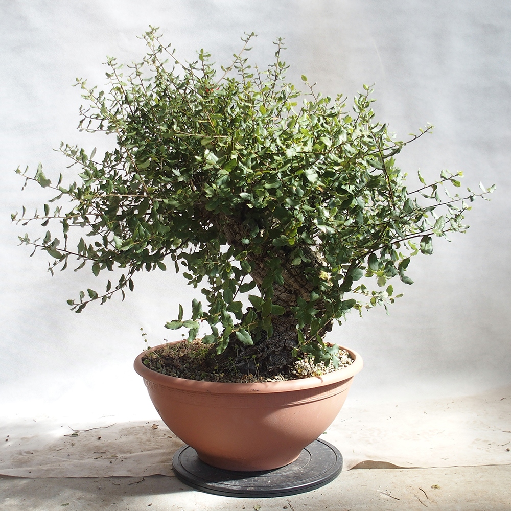 venkovní bonsai Quercus suber - Korkový dub