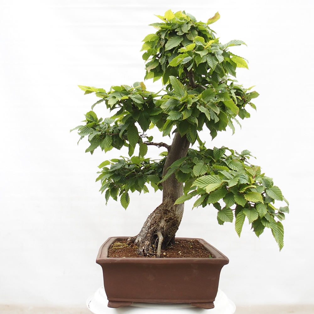 Venkovní bonsai - Habr obecný - Carpinus betulus