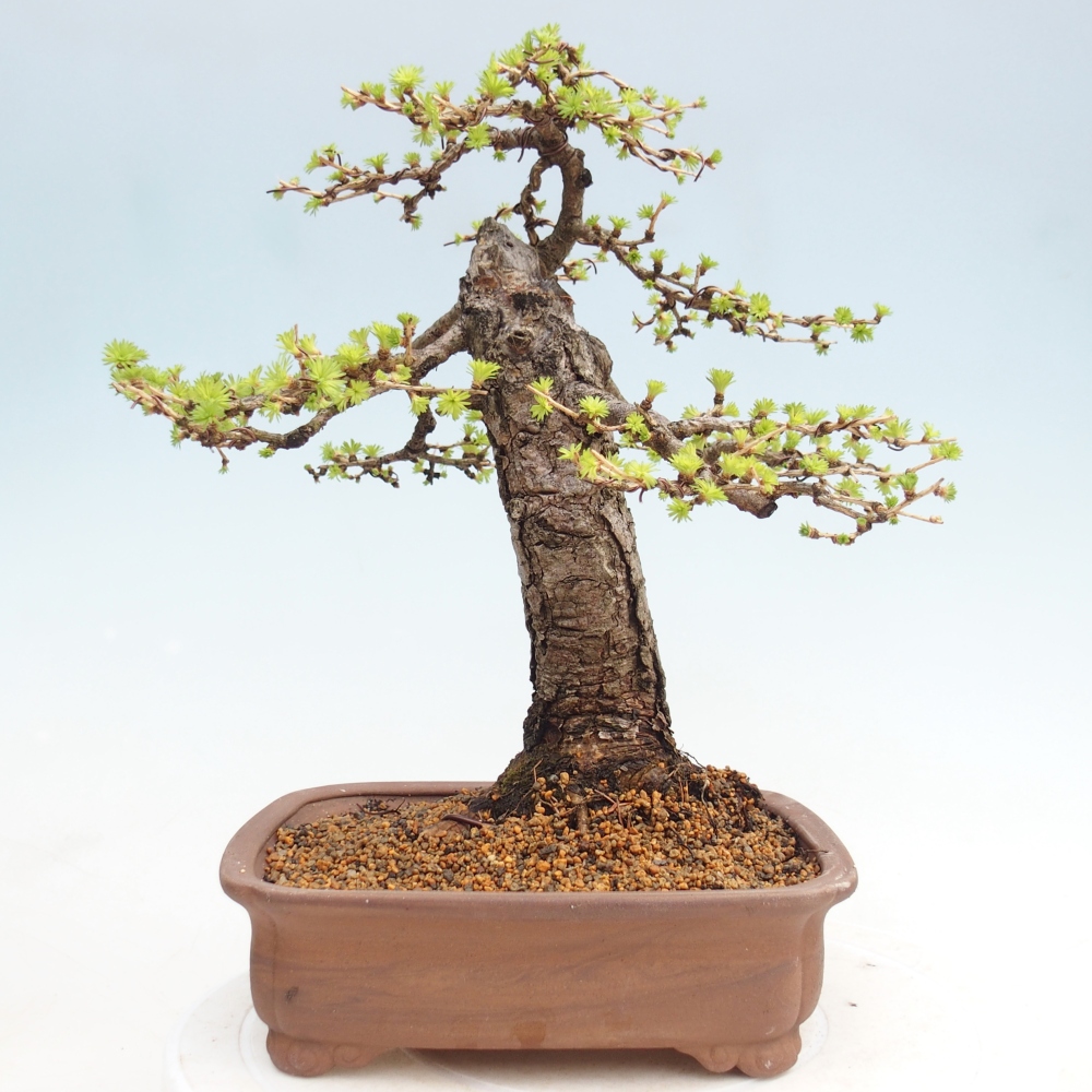 Venkovní bonsai -Larix decidua - Modřín opadavý 