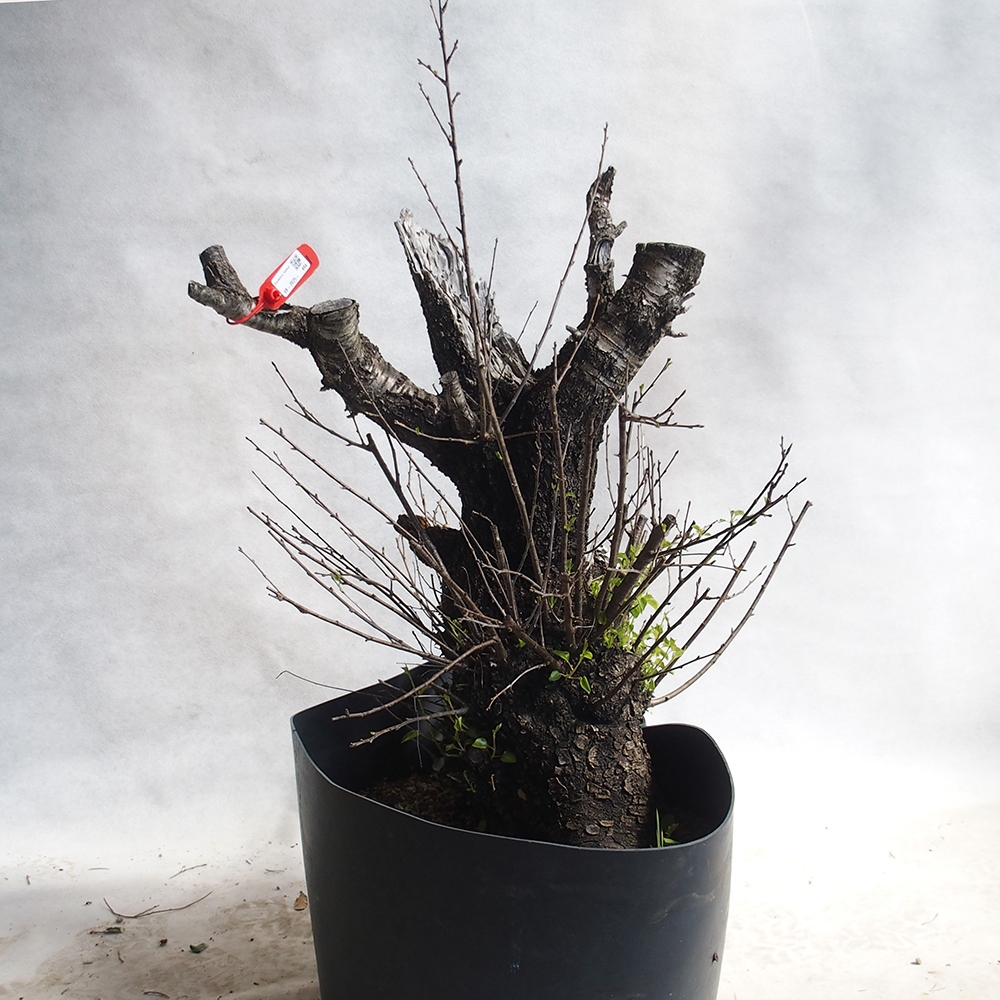 Venkovní bonsai -Mahalebka - Prunus mahaleb
