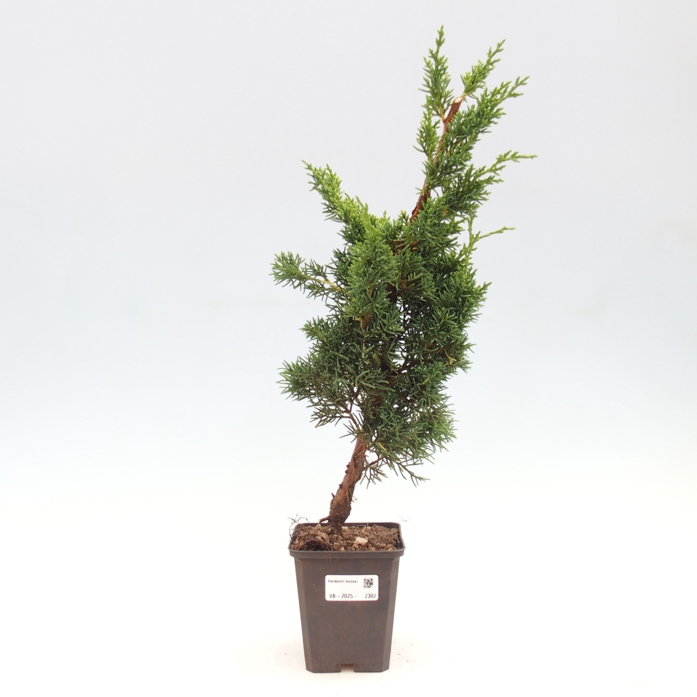 Venkovní bonsai - Juniperus chinensis Kishu -Jalovec čínský